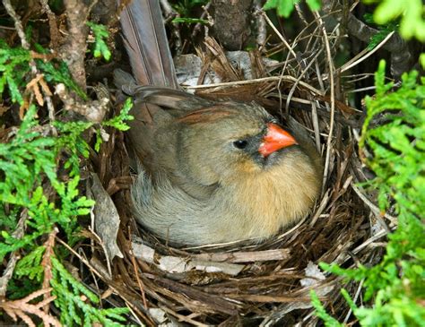 144 best images about Northern cardinal on Pinterest