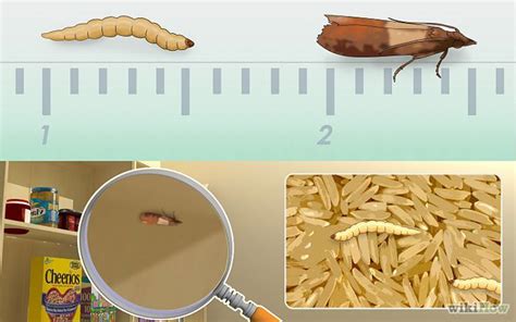 How To Kill Fly Larvae √Preview