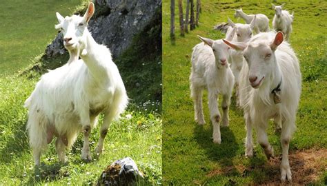 11 Best Smaller And Miniature Goat Breeds