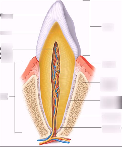 Tooth Diagram A P Diagram Quizlet