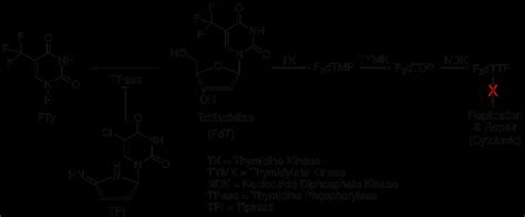 Schematics For The Mode Of Action Of Trifluridinetipiracil Tpi