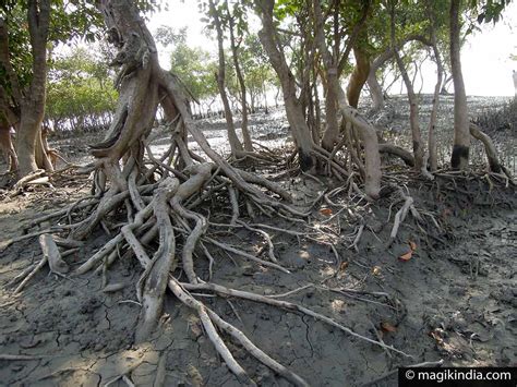 Sundarbans La Plus Grande Mangrove Halophile Au Monde Magik India