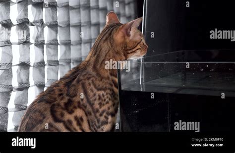 Bengal tiger teeth claws Stock Videos & Footage - HD and 4K Video Clips ...