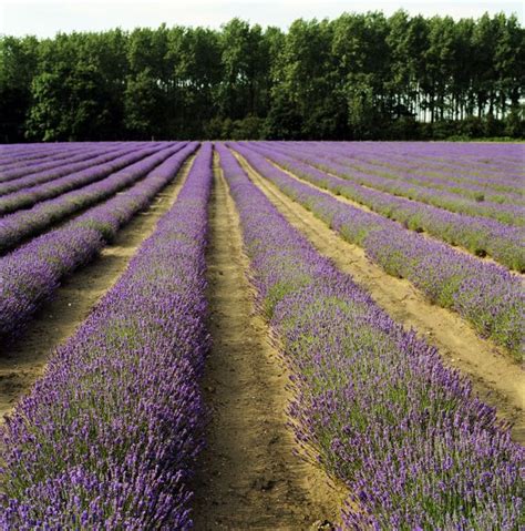 GROWING LAVENDER FOR PROFIT - Starting a Lavender Farm