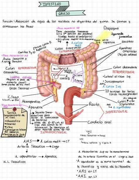 Medicine Notes Medical Anatomy Impo Med School Bullet Journal Ideas