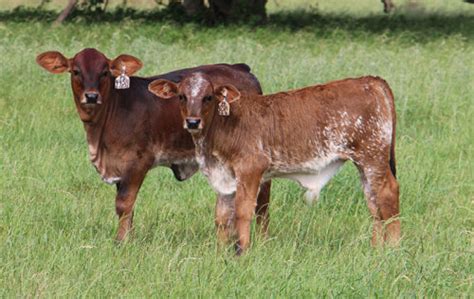 Brahman X Shorthorn A Great Cross Brc Ranch