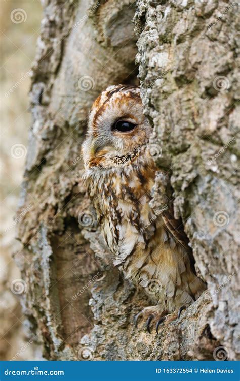 Tawny Owl Strix Aluco In An Old Oak Tree Stock Photo Image Of Cream