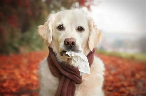 Perch I Cani Tremano Cause Soluzioni E Rimedi Doctorvet