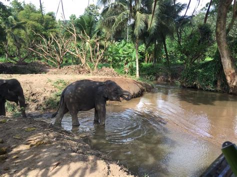 The Best Elephant Sanctuary In Chiang Mai, Thailand - Window Seats Only