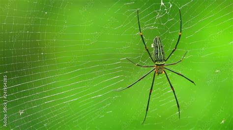 Spider Closeup Nephila Pilipes Northern Golden Orb Weaver Or Giant