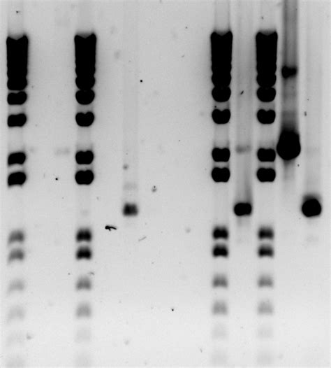 Team Imperial College London Project Auxin Testing Igem Org