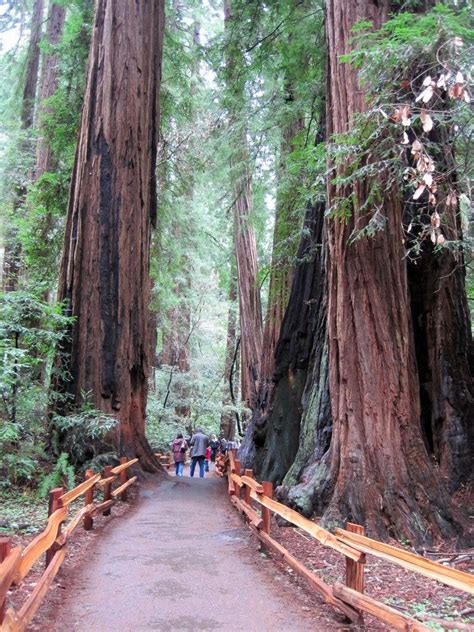 Muir Woods National Monument Mill Valley California Muir Woods