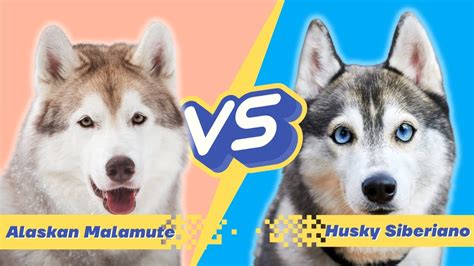 Cual Es La Diferencia Entre El Husky Siberiano Y El Malamute De Alaska