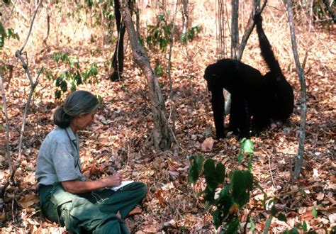 Jane Goodall Y Sus Chimpancés Honoris Causa Fotos Ciencia El PaÍs