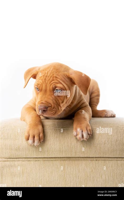 Cute Pitbull Puppy With Red Nose Stock Photo Alamy