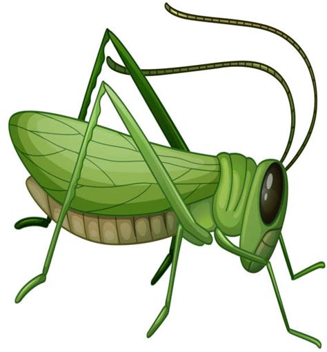 Grasshopper Clip Art Vector Images And Illustrations Istock