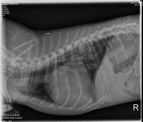 Mitral Valve Disease Dogs Stages