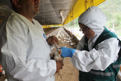 Senasa Realiza Muestreo En Aves Para Prevenir Presencia De Influenza