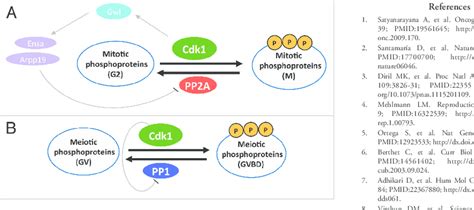 Schematic Illustration Of The Roles Of Cdk1 During The G 2 M