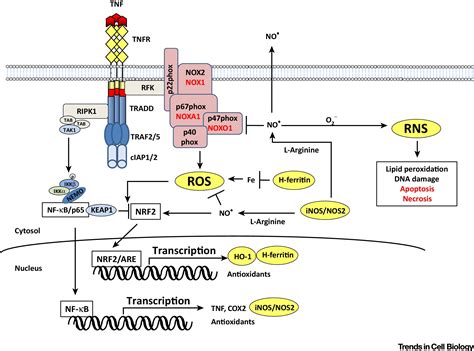 Tnf And Ros Crosstalk In Inflammation Trends In Cell Biology