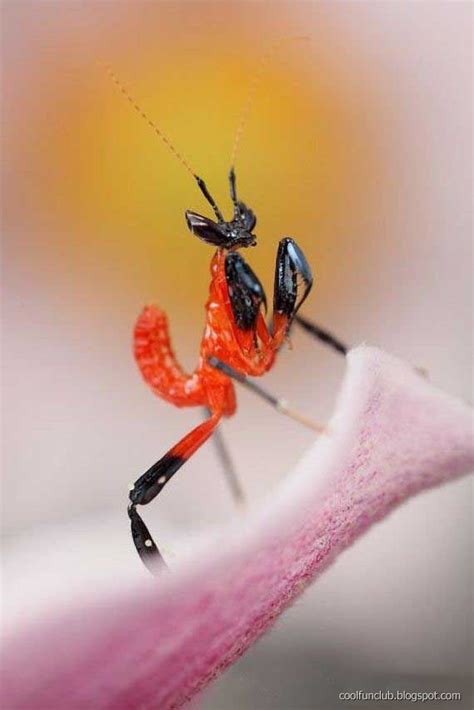 .: Colorful Insects