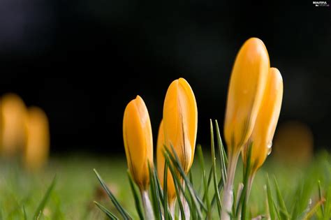 Spring, Yellow, crocuses - Beautiful views wallpapers: 2560x1706