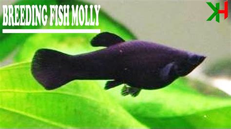 How To Breed Black Molly Fish The Easiest Way With A Newly Drop Baby