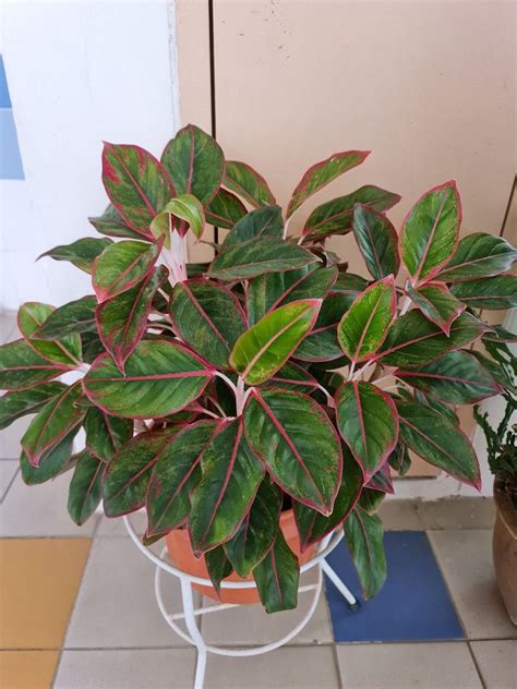 Aglaonema Red Siam Plants Red Lip Plants Evergreen Plants