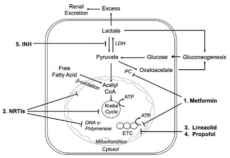 Lactic Acidosis Mechanism