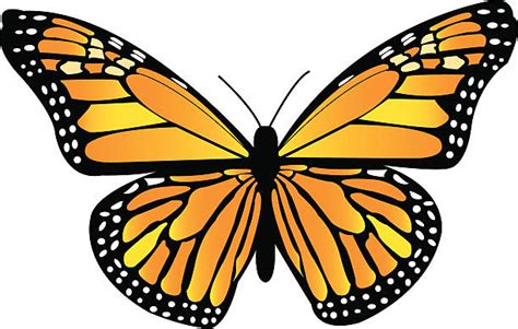 Monarch Butterfly Illustrations Royalty Free Vector Graphics And Clip