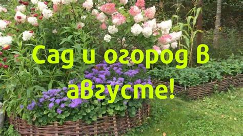 Мой Прекрасный Сад В Августе | САД ОГОРОД В АВГУСТЕ. - YouTube