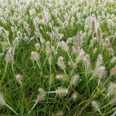 Pennisetum alopecuroides Little Bunny Herbe aux écouvillons Garden