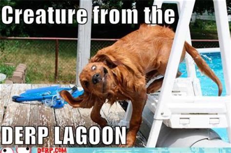 Funny Derp Pictures 72 Pics