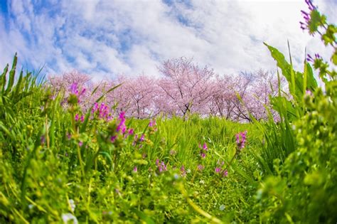 Premium Photo Purple Flowering Plants On Field Against Sky