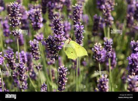 Female brimstone butterfly hi-res stock photography and images - Alamy