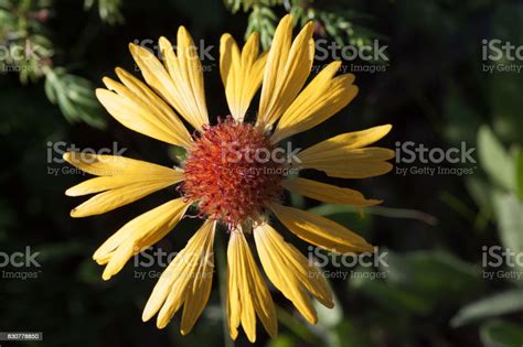 Golden Yellow Blossom Of The Blanket Flower On A Natural Green Leafy