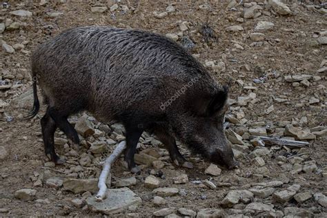 El Jabal Sus Scrofa Tambi N Conocido Como Cerdo Salvaje Cerdo