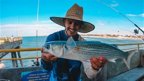 Pescaria e preparo da TAINHA Pesca de tainhas caniço e peixe