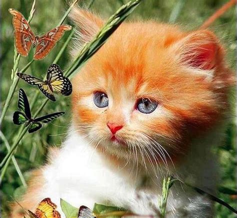 Cute Kitten And Butterflies Butterflies Cat Kitten Animal Hd