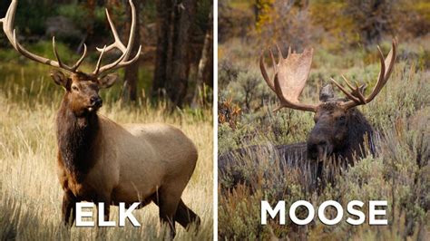 Moose Vs Elk: Key Differences Explained A-Z Animals, 54% OFF