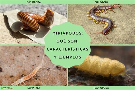 Miriápodos qué son características y ejemplos Resumen