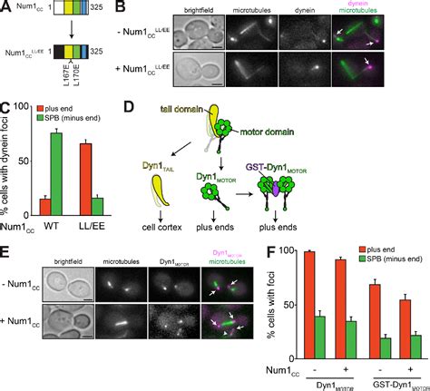 Figure 2 From The Dynein Cortical Anchor Num1 Activates Dynein Motility