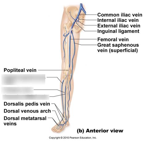 diagram of leg veins - Captions Nature