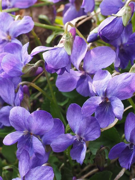 Dog Violet Wildflower Plants Viola Riviniana Buy Online Landlife