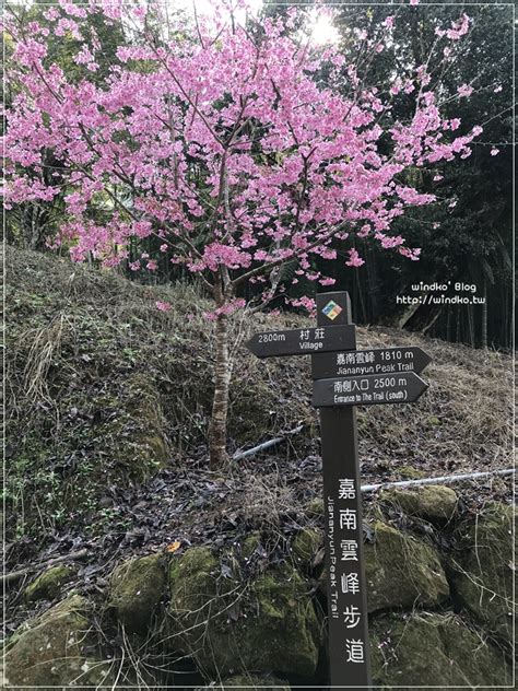 雲林賞櫻景點∥ 古坑草嶺 石壁風景區櫻花季 桃粉繽紛櫻花大道石壁社區櫻花美人谷環線九芎神木嘉南雲峰登山口 Windko 台韓遊趣