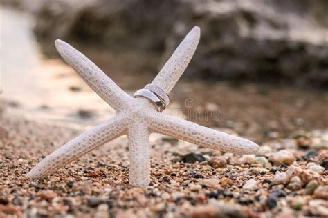 Starfish Beach Wedding Rings Stock Photo Image Of Ocean Memory