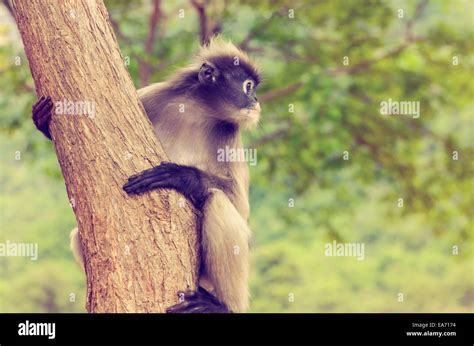 Vintage Dusky Leaf Dusky Langur Spectacled Langur Or Trachypithecus