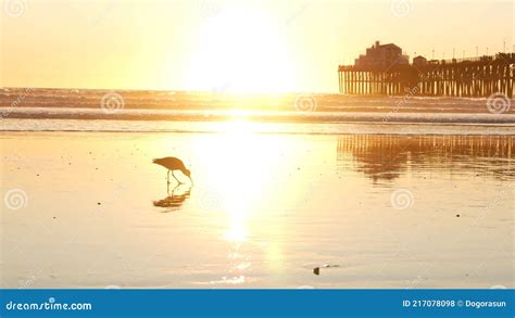 Pier Silhouette At Sunset California Usa Oceanside Ocean Tropical