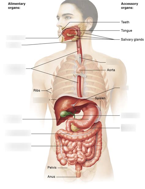 Digestive Diagram Quizlet