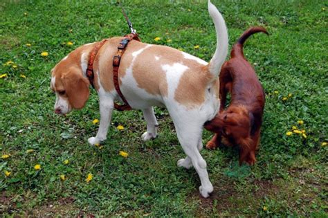 Por Que os Cachorros Cheiram as Partes Íntimas das Pessoas Mundo